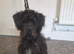 Mini schnauzer