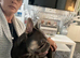 Blue and tan Frenchie