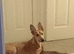 Bambi the lurcher