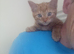 Kitten
