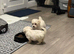 Bichon Maltese