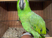 Tame yellow crowned amazon