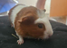 Mixed crested guinea pigs