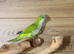 Baby Green Quaker20