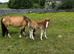 2 gorgeous fillies