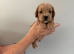 Frenchie cross cockapoo puppies.