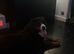 Stunning female Bernese for new home