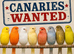 CANARY WANT - MORE CANARIES THE BETTER!