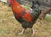 4 chicks and a cockerel