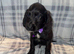 4 LEFT REDUCED!! beautiful sproodle pups.