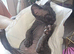 Beautiful Black Sphynx Kitten &ndash; ready