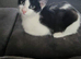 Kitena