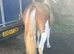 Splashed show potential filly