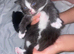 4 kittens ready for adoption
