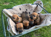 Beautiful Patterdale puppies