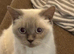 British short hair female un neutered