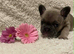 Beutful frenchie puppies