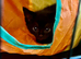 Stunning Indoor Bombay Kittens – 3 Boys & 3 Girls Available (View with Parents)