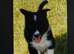 Top quality Border Collie Pups