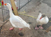 Pair of geese