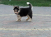 Siberian husky puppies