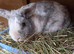 Male rabbit marble colour