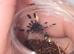 Psalmopoeus victori slings