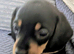 Dachshund