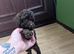 For sale Toy poodle puppies