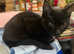Black bengal (Alice) approx 2 years