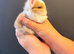 5 gorgeous mini lops