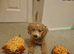 Stunning Poochon F2 puppies for sale