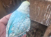 Baby budgies