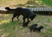 3 stunning mini schnauzer girls