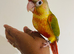 Hand reared conures for sale