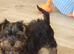 Yorkshire Terrier puppies from Licensed Breeder