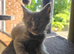 Pedigree polydactyl Maine coon