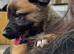 Belgian Malinois x German Shepherd