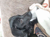 Daushund cross