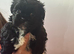 Shih tzu female ready now