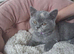 Pedigree British Shorthair Kittens