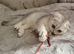 Lovely kittens