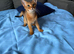 EXCLUSIVE • ABYSSINIAN RUDDY GIRL