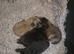 Pomeranian puppies