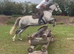 Harper 14.2hh reg Connie