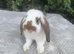 lop bunnies 2 boys 1 girl