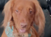Male cocker spanial dog