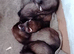 Half micro ferrets