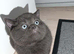 Kitty for sale 4 boys