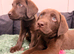 2 LEFT BEAUTIFUL KC REGISTERED CHOCOLATE LABRADORS